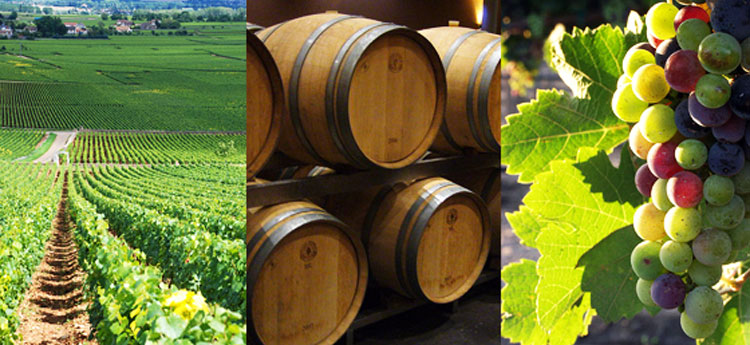 Autour du vin Autour du vin